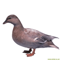 Call Duck