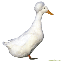 Crested Ducks