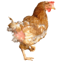 Ex-Battery Hen