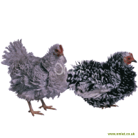 Frizzle