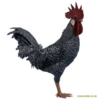 Leghorn