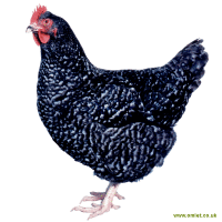 Marans