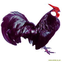Rosecomb Bantam