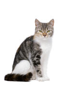 European Shorthair