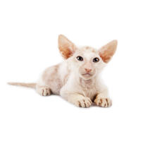 Peterbald