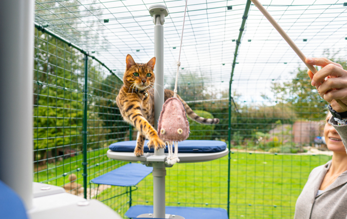 The full height stable door makes it easy to give your cats some treats without them escaping. Woman playing with her cat inside the omlet cation walk in run