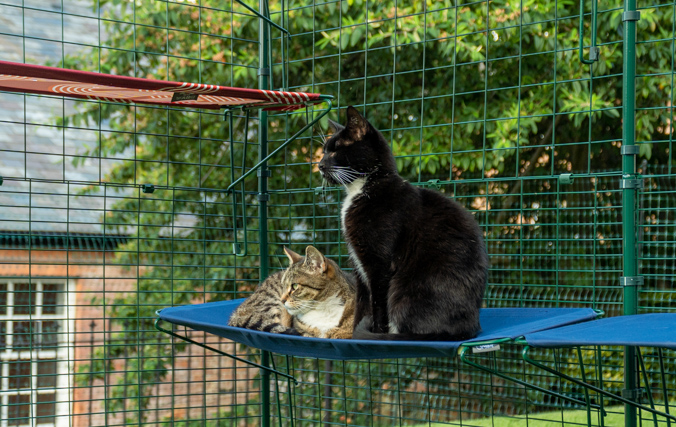 Secure Outdoor Cat Run for All Cats Cats relaxing in a fabric cat shelf inside a catio
