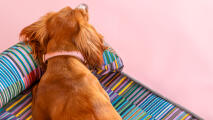 dogs head supported on memory foam dog bed in pawsteps electric pattern