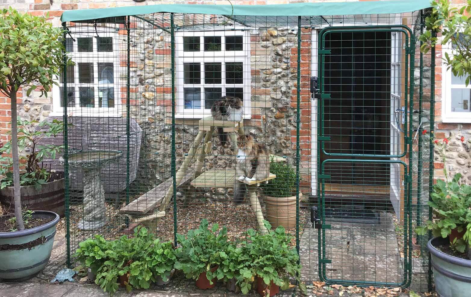 Cats and cat owners have been enjoying the Omlet catios for many years! cats playing in an outdoor catio