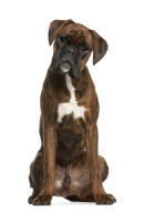 Boxer