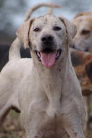 Foxhound (English)