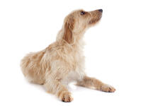 Griffon Fauve De Bretagne