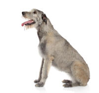 Irish Wolfhound