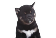 Japanese Shiba Inu
