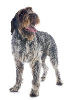 Korthals Griffon