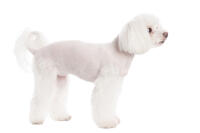 Maltese