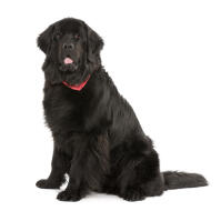 Newfoundland