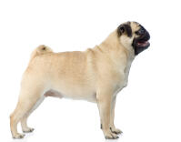 Pug