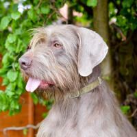 Slovakian Rough Haired Pointer
