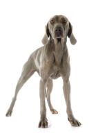 Weimaraner