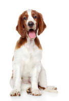 Springer Spaniel (Welsh)