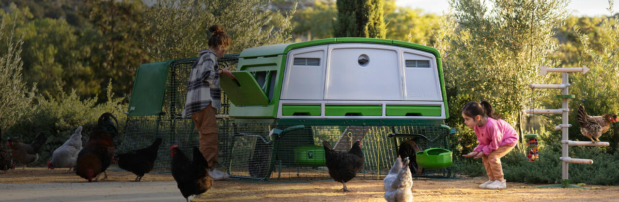 eglu pro extra large chicken coop with run and chickens