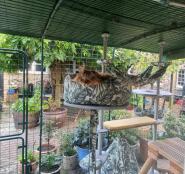 A cat restig in the cat nest bed, attached to the outdoor freestyle cat tree.