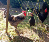 Chickens pecking at the Omlet Pendant Peck Toy