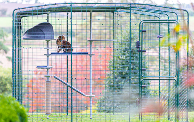 The Omlet catio will blend in beautifully in any setting. Cat inside a large outdoor catio walk in run