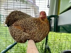 A chicken on the perch of a run