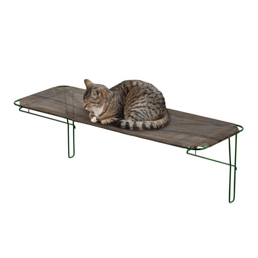 cat resting in an outdoor cat shelf for a catio