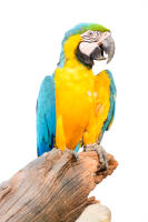 Blue and Yellow Macaw