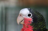 Cuban Amazon