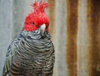 Gang Gang Cockatoo