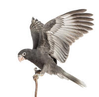 Greater Vasa Parrot