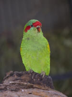 Musk Lorikeet