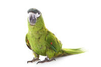 Red Shouldered Macaw
