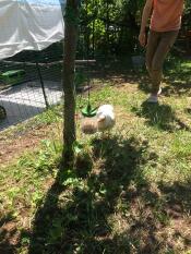 Chicken investigating Peck Toy