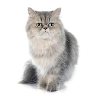 Persian - Pewter