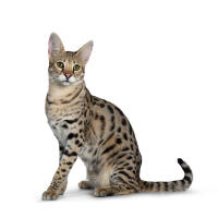 Savannah