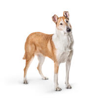 Collie (Smooth)