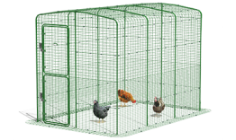 Walk in chicken run